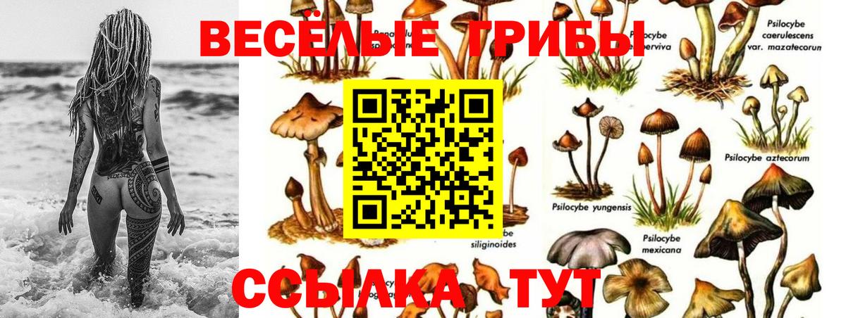 Галлюциногенные грибы GOLDEN TEACHER Буйнакск